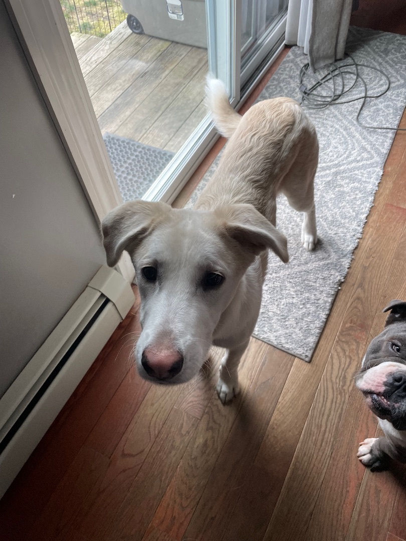 Eddie Spaghetti , a Adopted mixed breed image 3/4