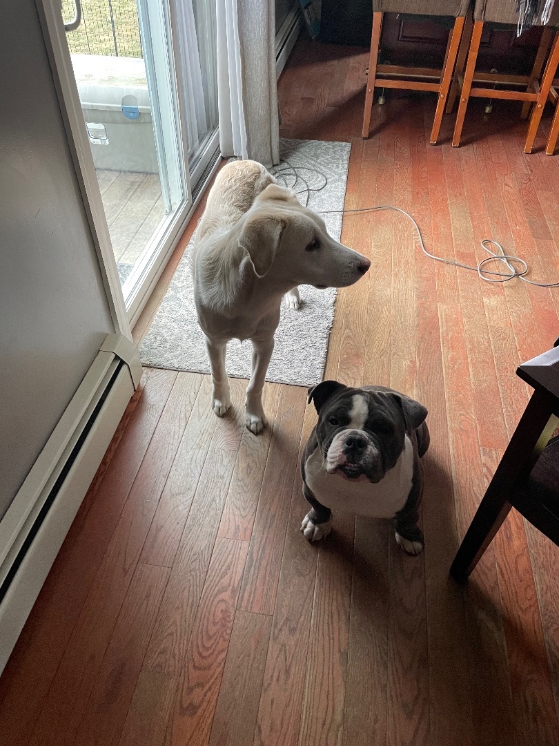 Eddie Spaghetti , a Adopted mixed breed image 4/4