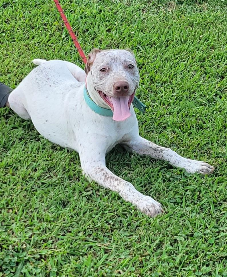 Fritz, Adoptable, Young Male Catahoula Leopard Dog & Labrador Retriever.
