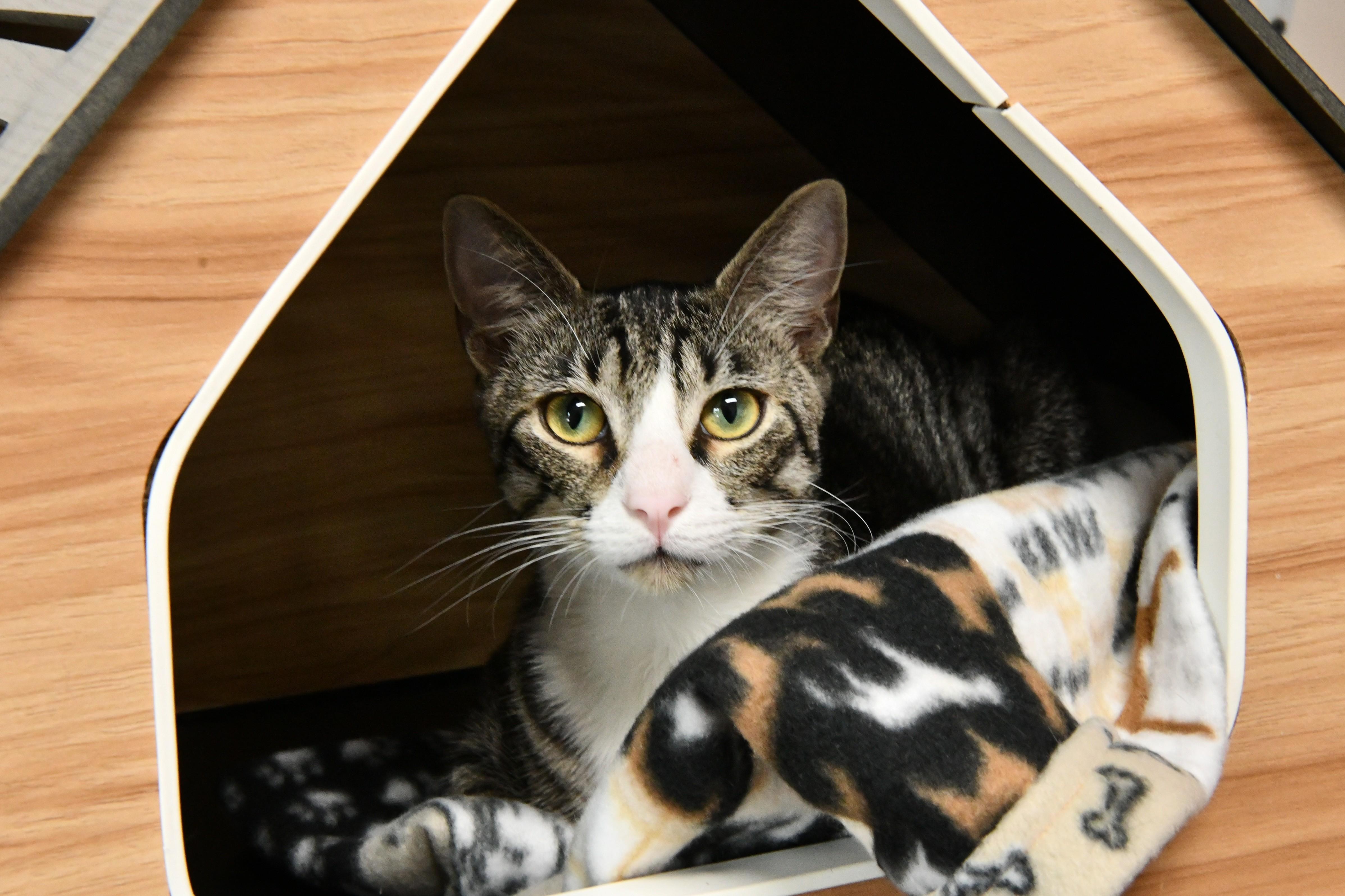 Enlarge Stack, a ADOPTABLE Domestic Short Hair in Fairhope, AL image 1/1