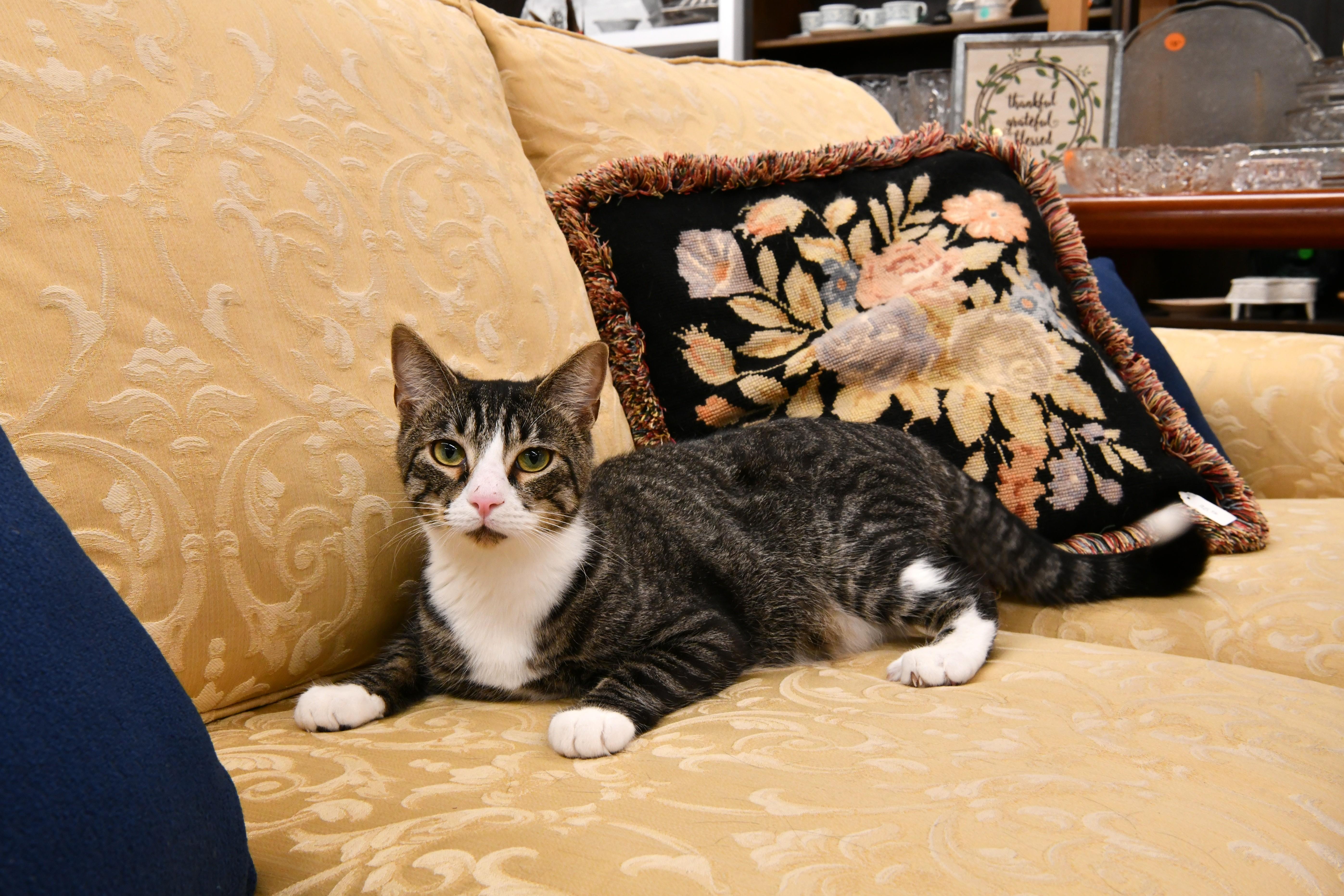 Stack, ADOPTABLE, Young Male Domestic Short Hair.
