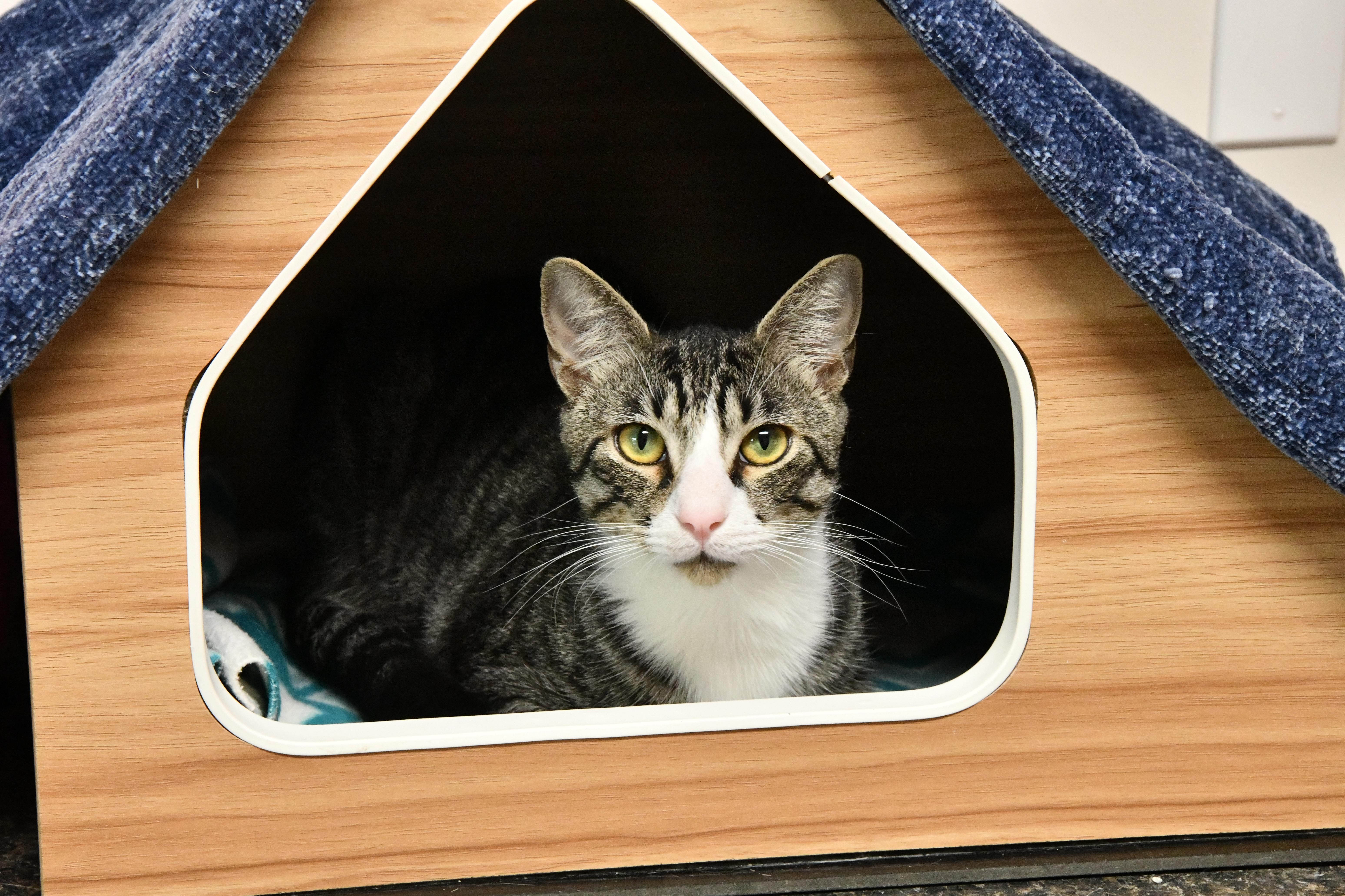 Stack, ADOPTABLE, Young Male Domestic Short Hair.