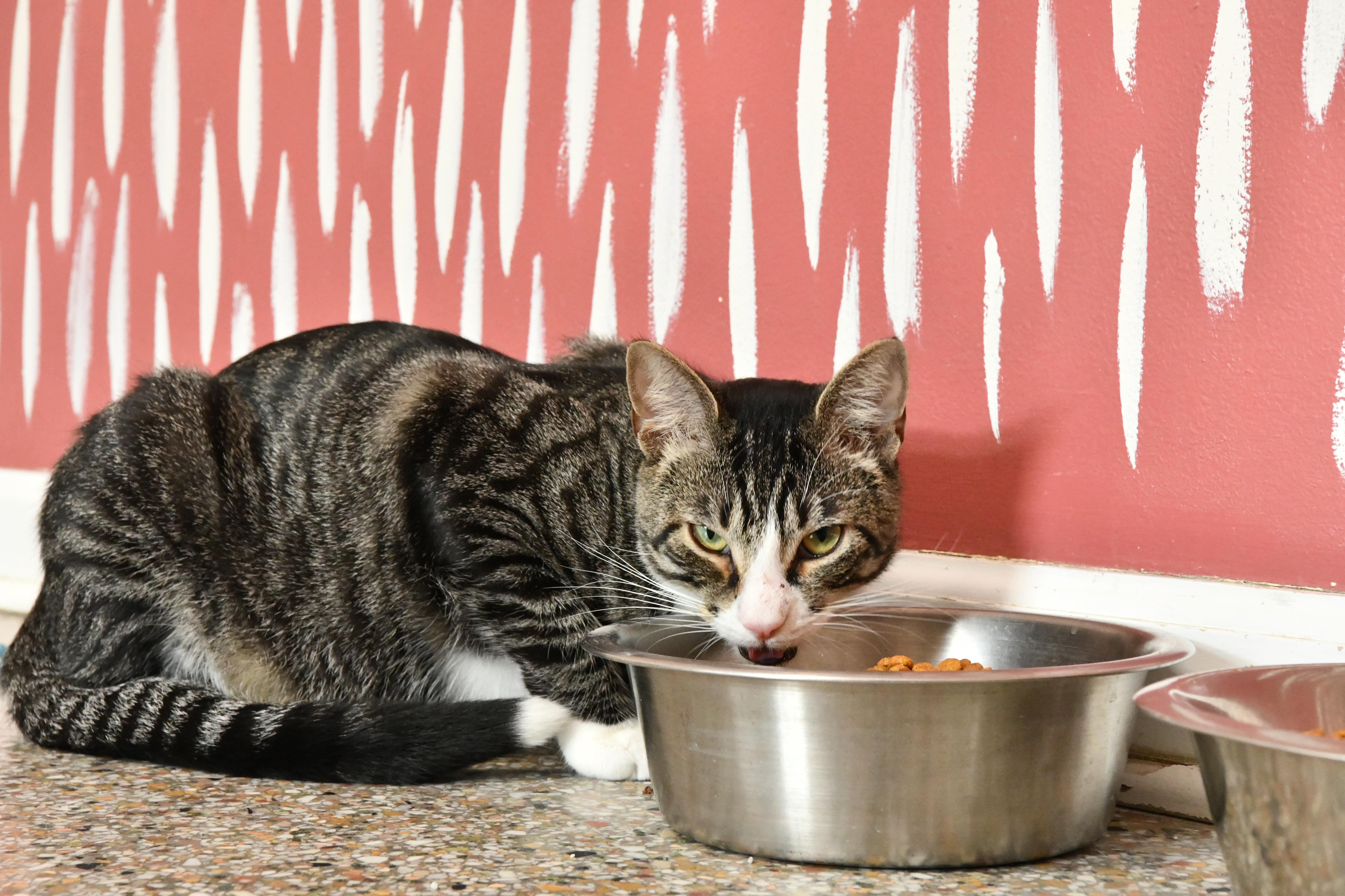 Stack, ADOPTABLE, Young Male Domestic Short Hair.