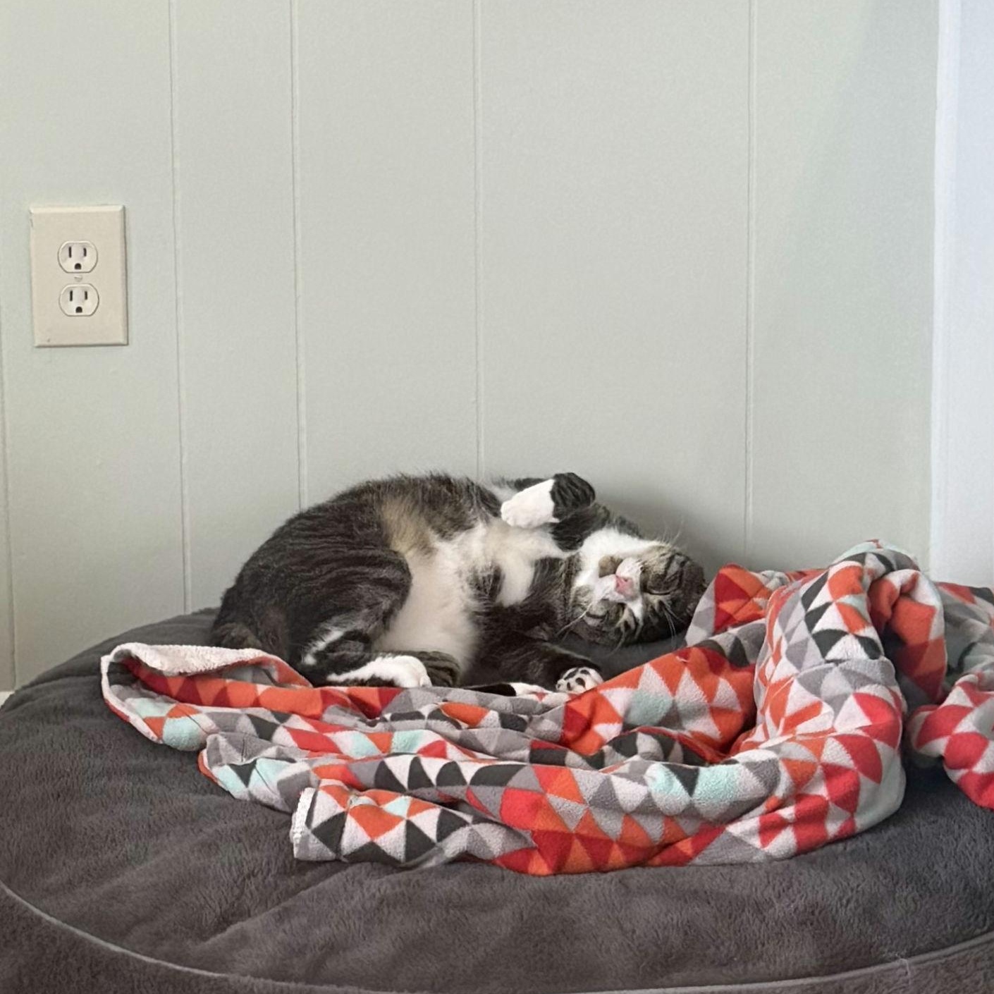 Stack, Adopted, Young Male Domestic Short Hair.