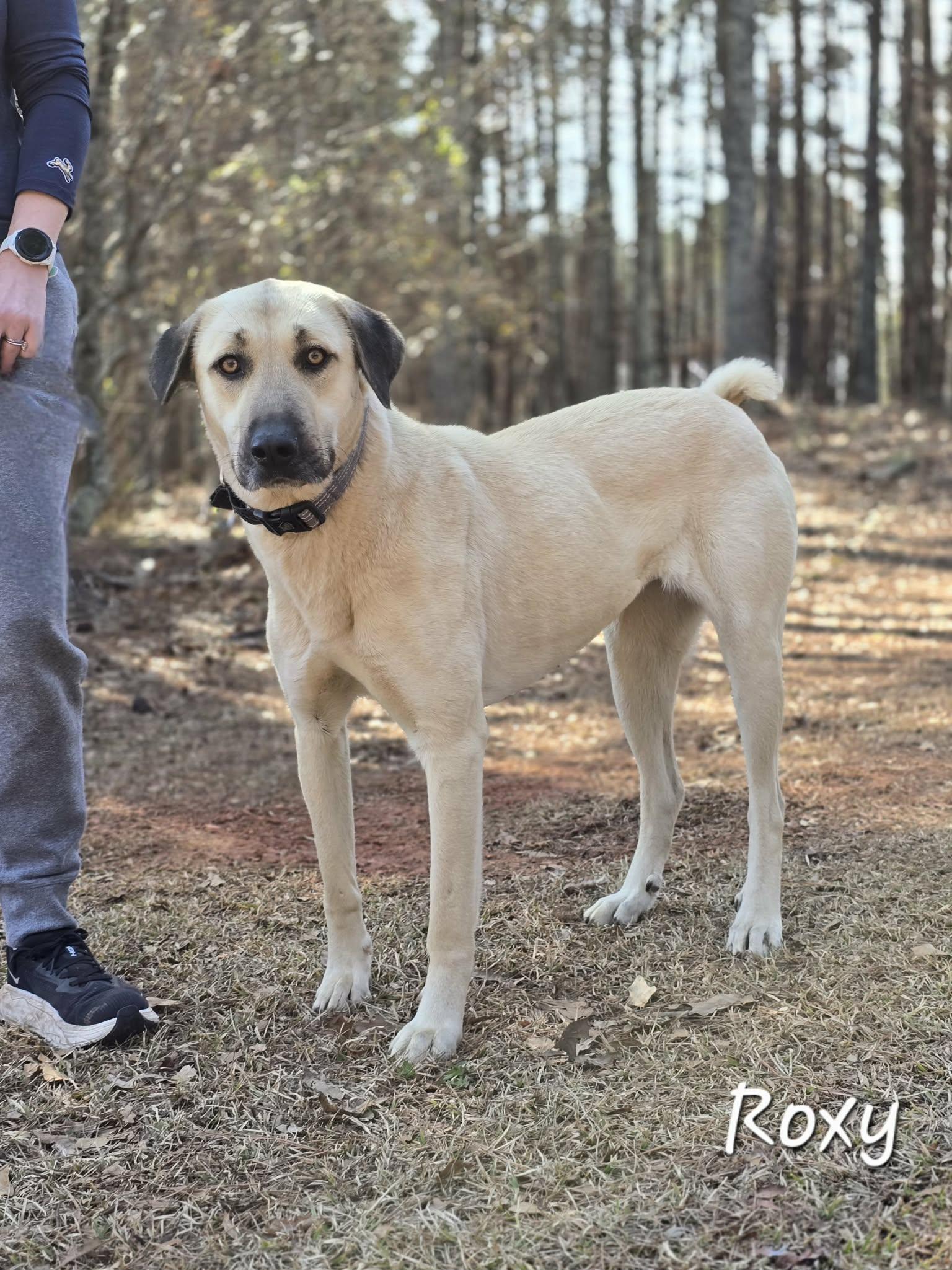 Roxy — thumbnail 2