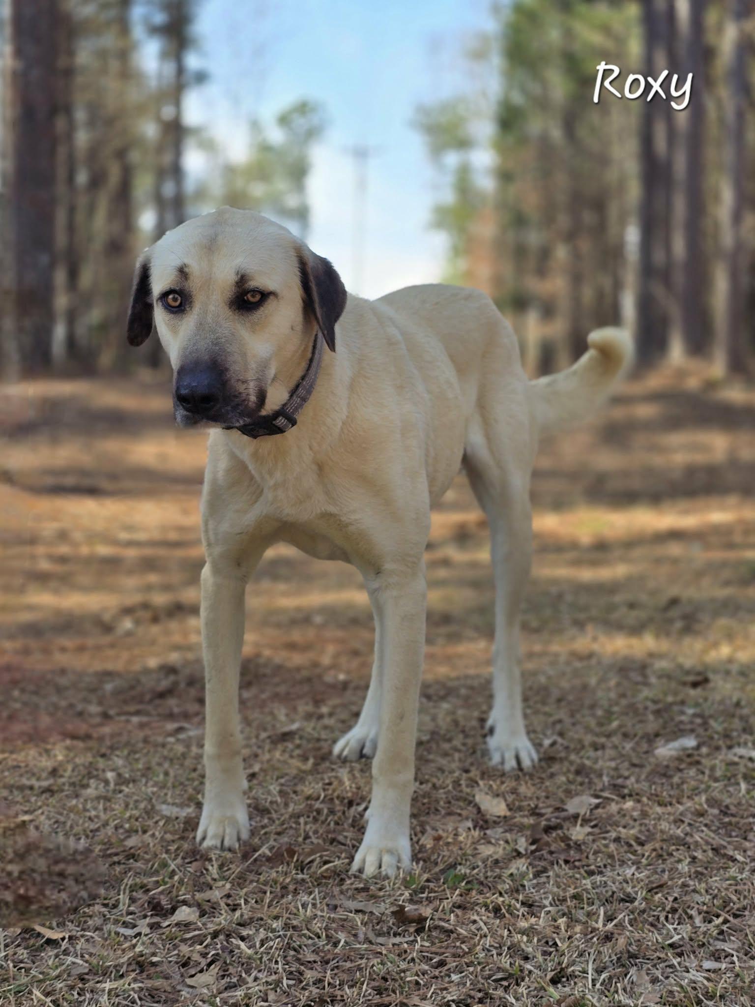 Roxy — thumbnail 3