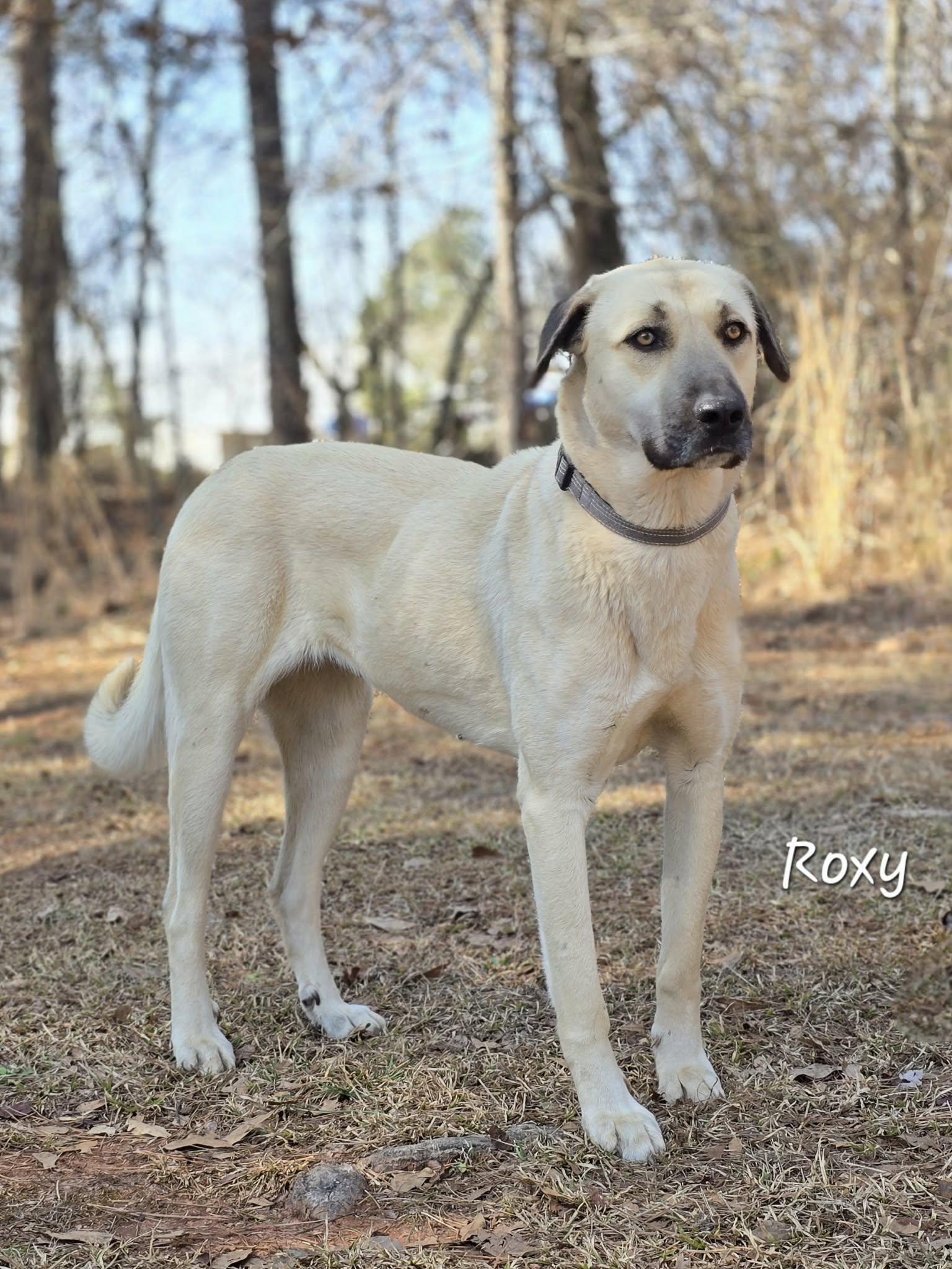 Roxy — thumbnail 4