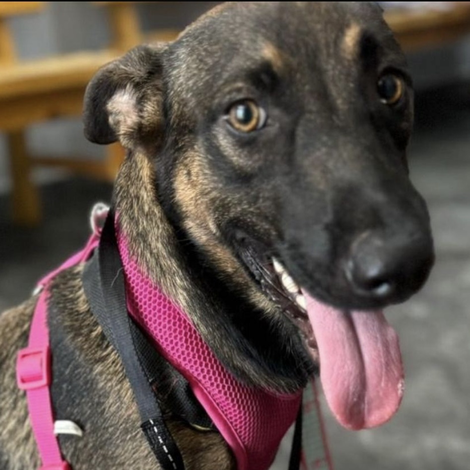 Enlarge ASTRID "Truly yours." (Currently in Puerto Rico), a Adoptable mixed breed in New York, NY image 1/4