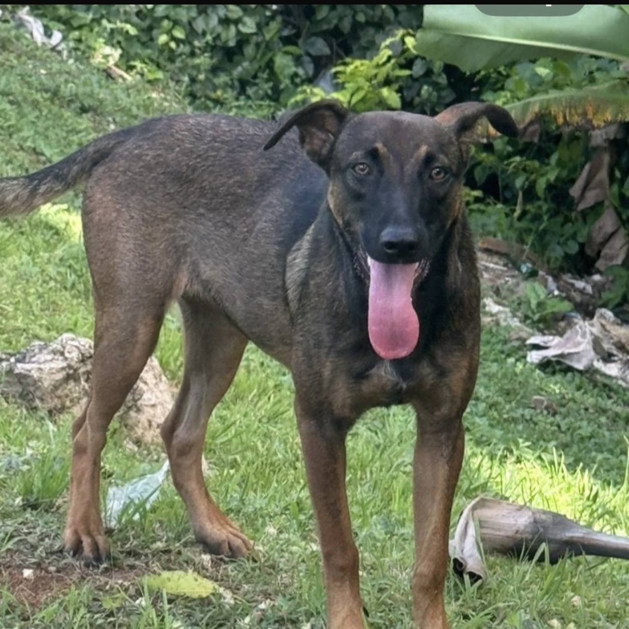 Enlarge ASTRID "Truly yours." (Currently in Puerto Rico), a Adoptable mixed breed in New York, NY image 2/4