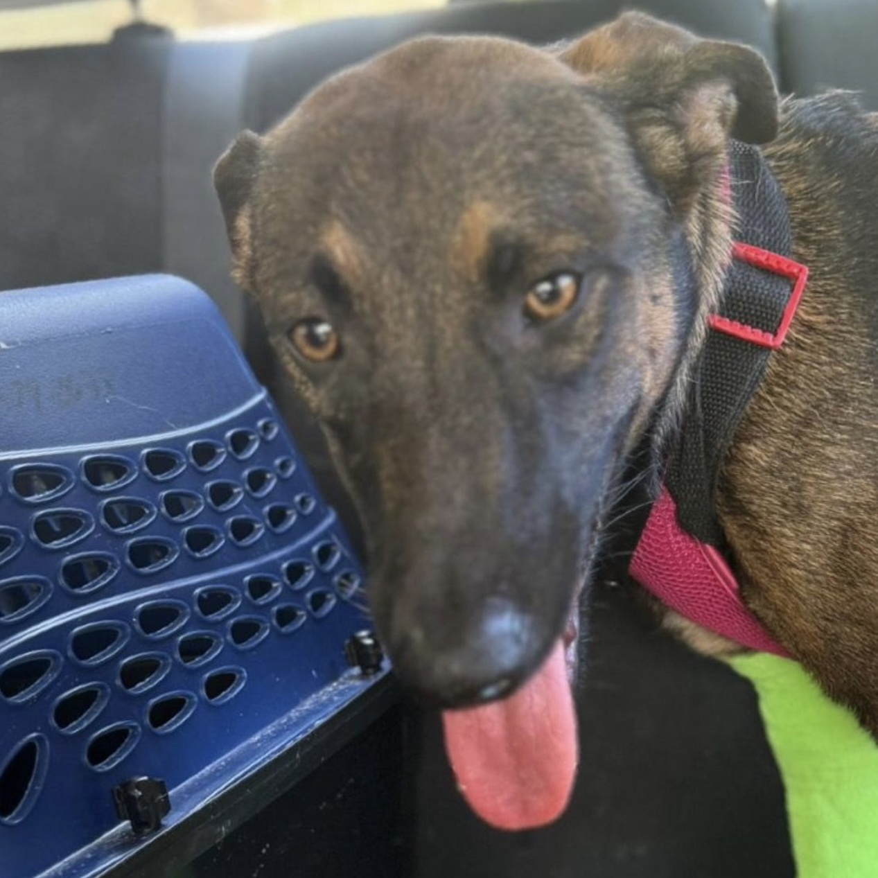 Enlarge ASTRID "Truly yours." (Currently in Puerto Rico), a Adoptable mixed breed in New York, NY image 3/4