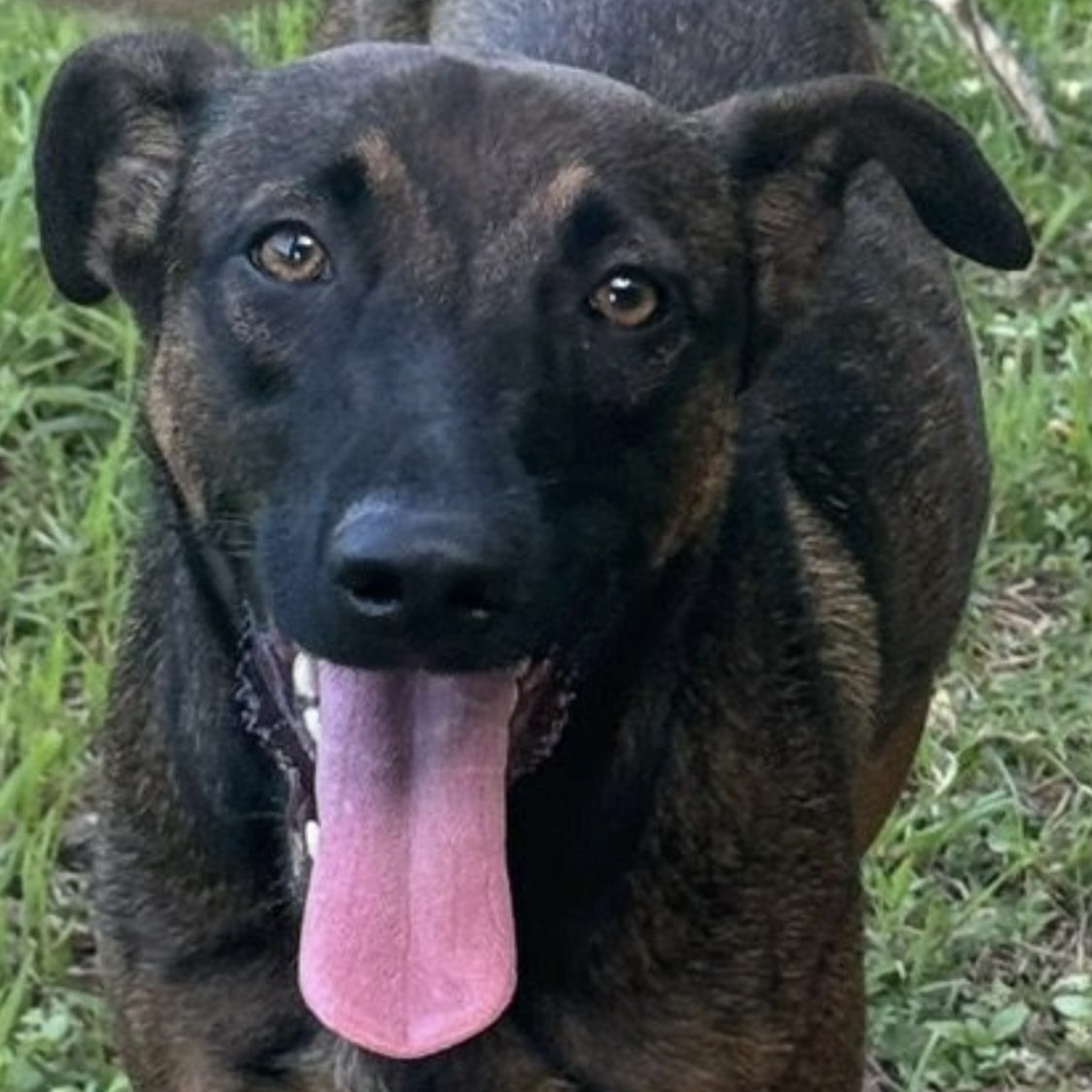 Enlarge ASTRID "Truly yours." (Currently in Puerto Rico), a Adoptable mixed breed in New York, NY image 4/4