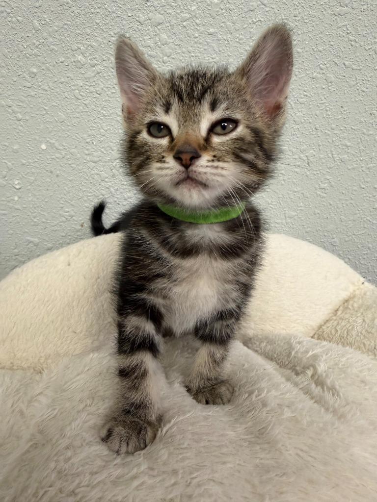 Guava, Adoptable, Kitten Male Domestic Medium Hair.