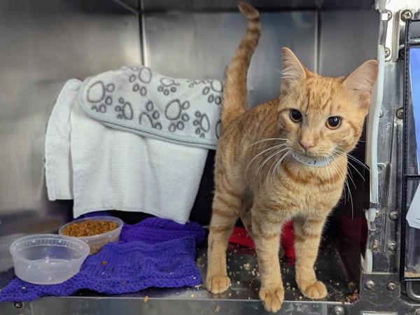 Meowizaki — thumbnail 2