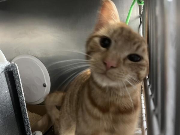 Meowizaki — thumbnail 3