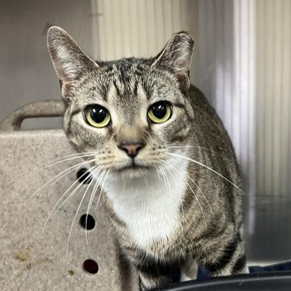 Enlarge Swiss, a Adoptable mixed breed in New Hope, PA image 1/3