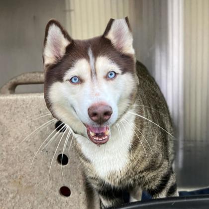 Enlarge Swiss, a Adoptable mixed breed in New Hope, PA image 2/3