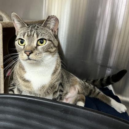 Enlarge Swiss, a Adoptable mixed breed in New Hope, PA image 3/3