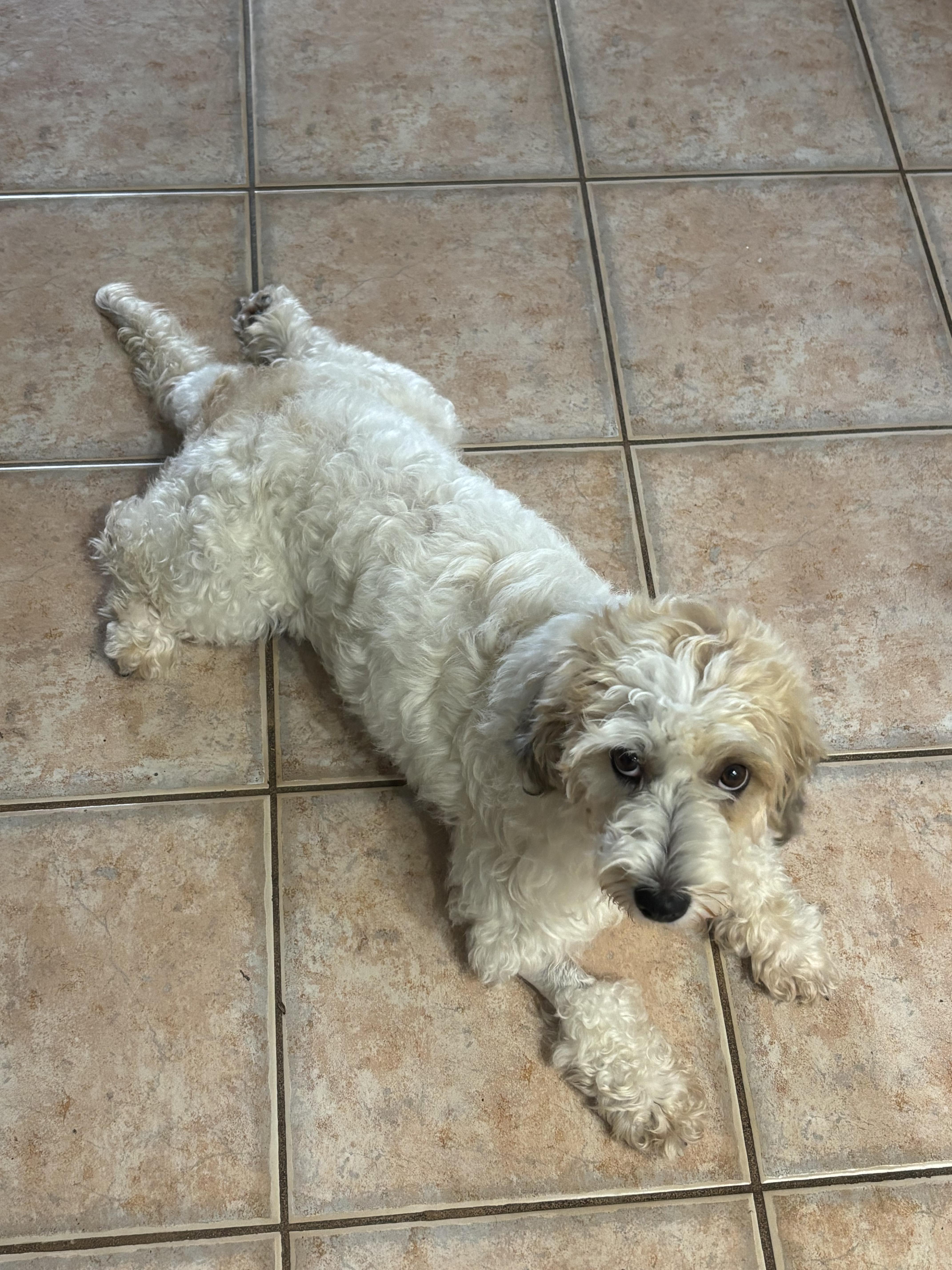Enlarge Marnie, a Adopted mixed breed in Los Angeles, CA image 4/5