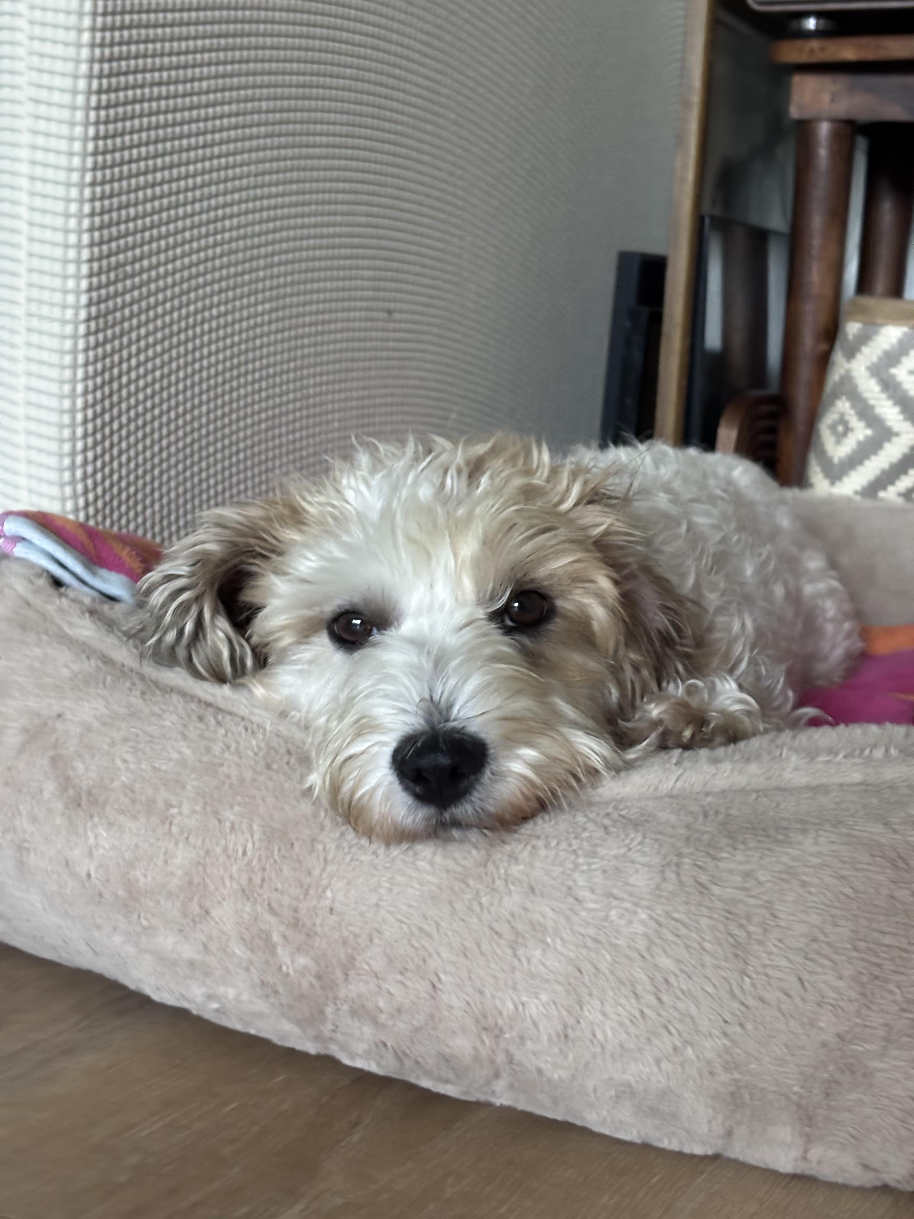 Enlarge Marnie, a Adopted mixed breed in Los Angeles, CA image 1/5