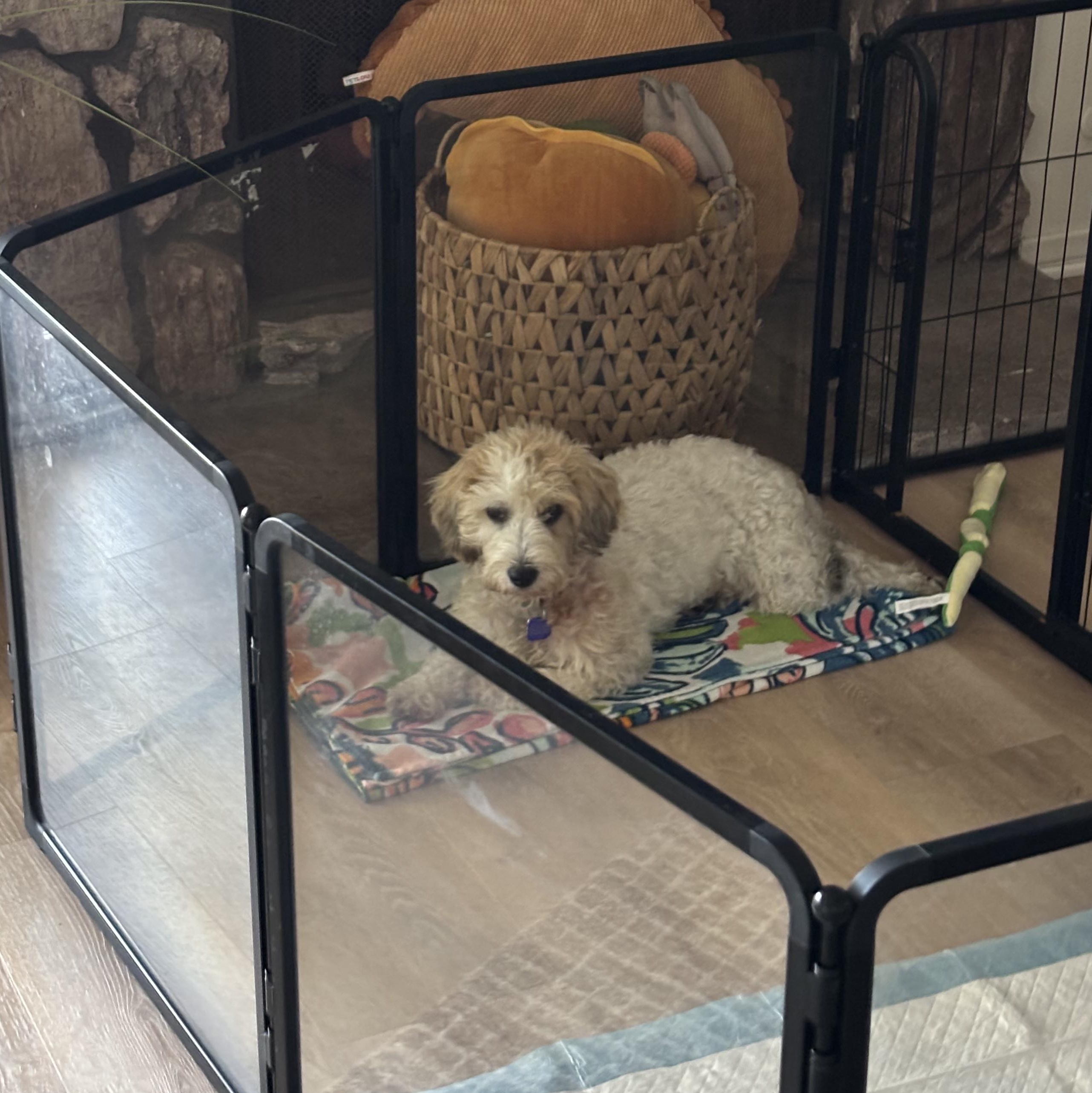 Enlarge Marnie, a Adopted mixed breed in Los Angeles, CA image 5/5