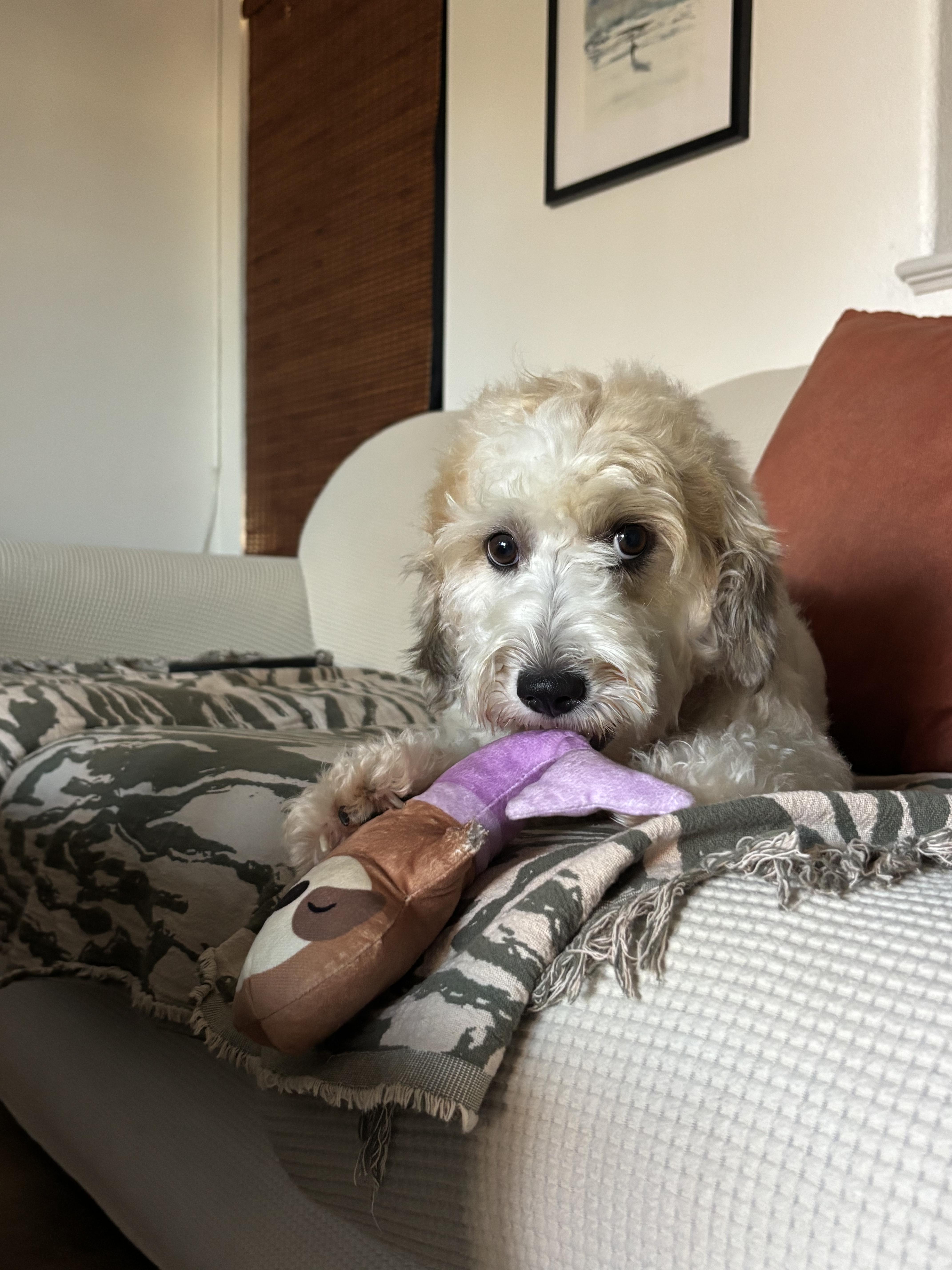 Enlarge Marnie, a Adopted mixed breed in Los Angeles, CA image 2/5