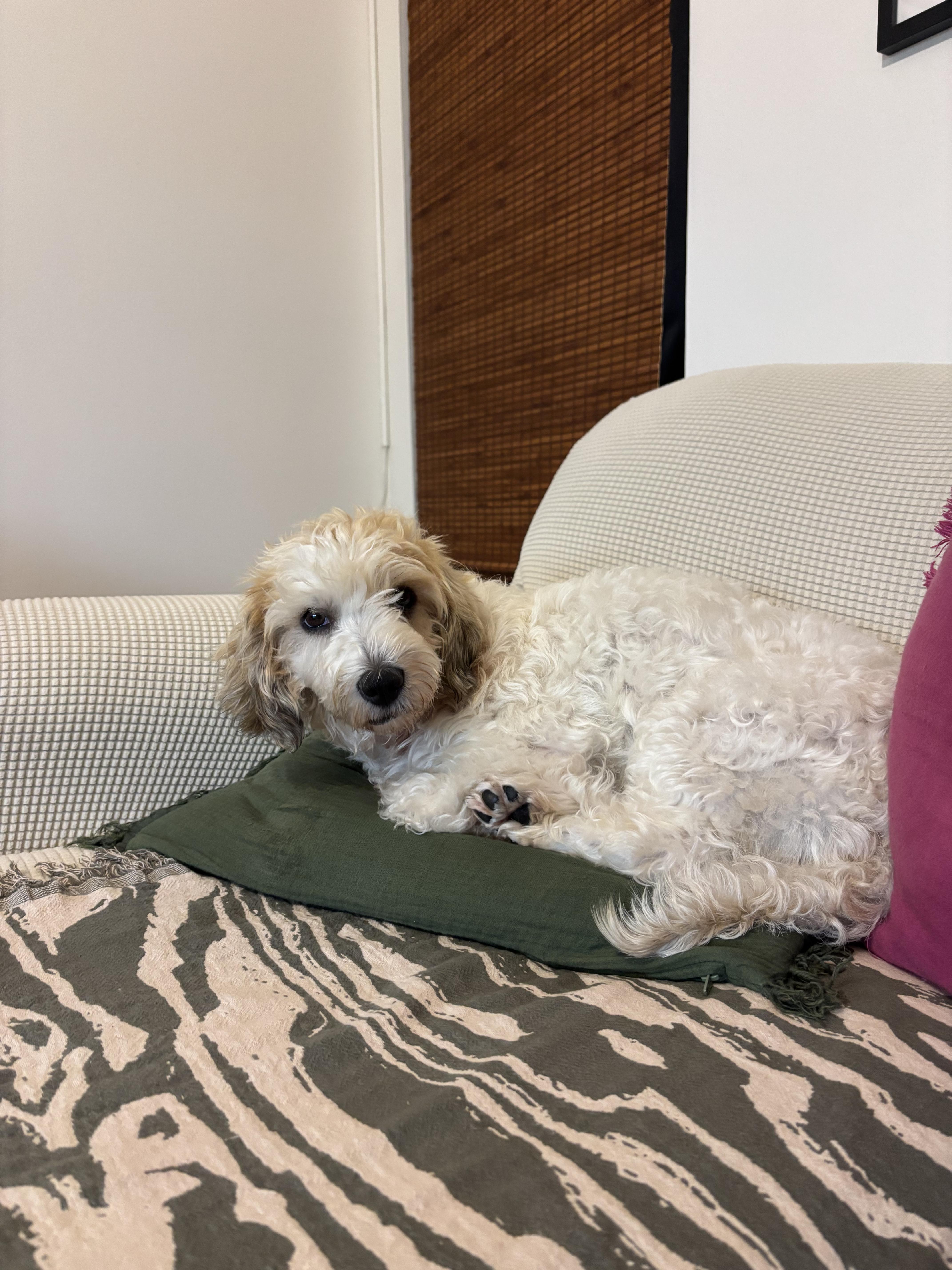 Enlarge Marnie, a Adopted mixed breed in Los Angeles, CA image 3/5