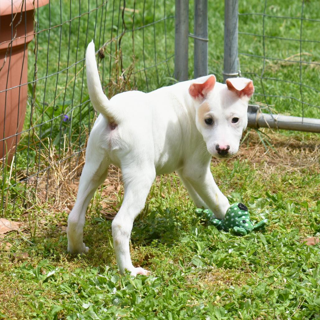 Enlarge Flick, a Adoptable Mixed Breed in Mebane, NC image 2/6