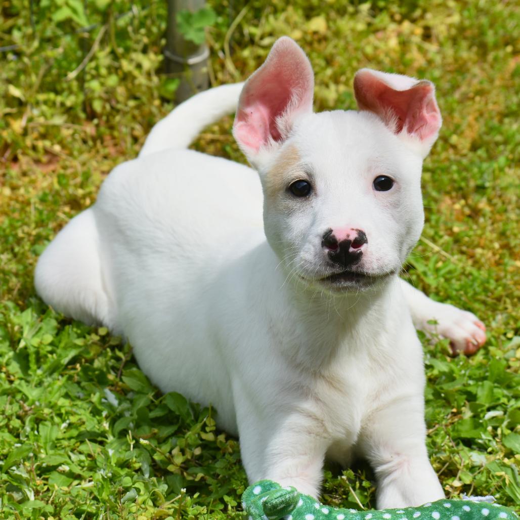 Enlarge Flick, a Adoptable Mixed Breed in Mebane, NC image 3/6