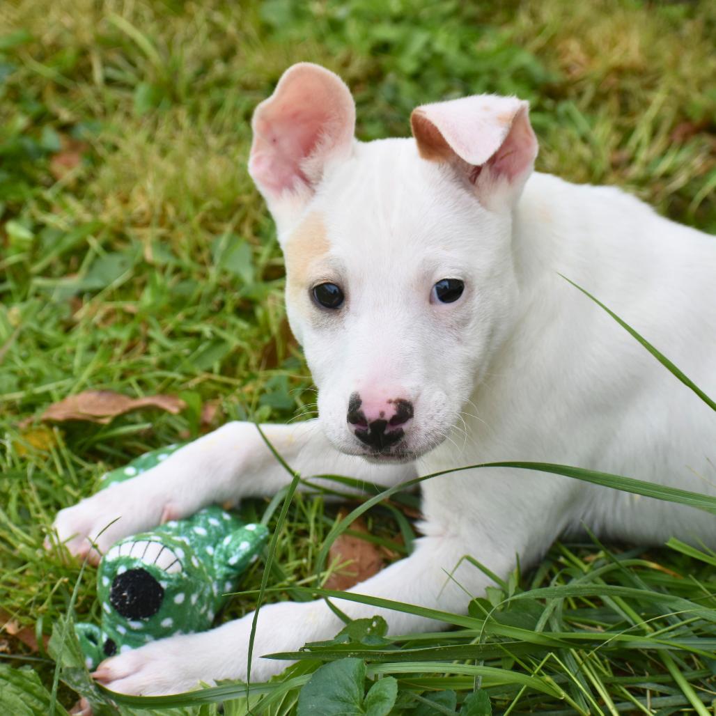 Enlarge Flick, a Adoptable Mixed Breed in Mebane, NC image 4/6