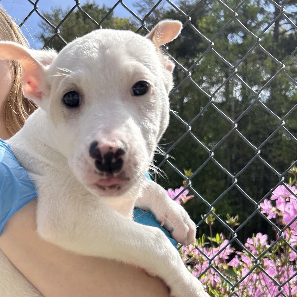 Enlarge Flick, a Adoptable Mixed Breed in Mebane, NC image 5/6