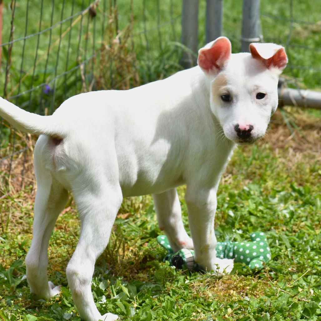 Enlarge Flick, a Adoptable Mixed Breed in Mebane, NC image 6/6