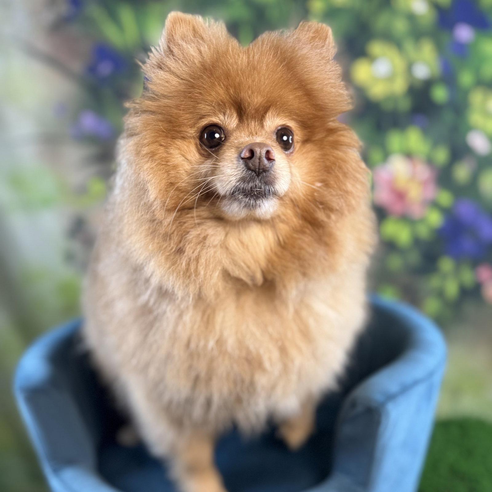 Enlarge Tyso, a Adoptable Pomeranian in Garland, TX image 1/3