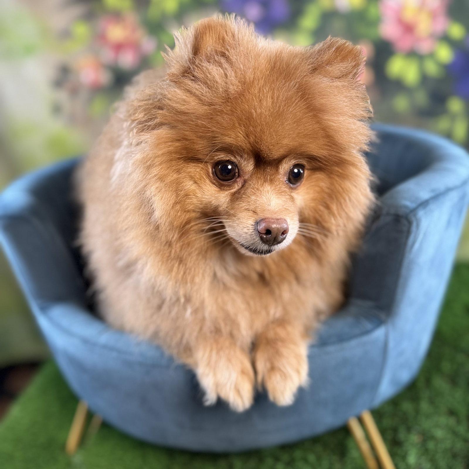 Enlarge Tyso, a Adoptable Pomeranian in Garland, TX image 2/3