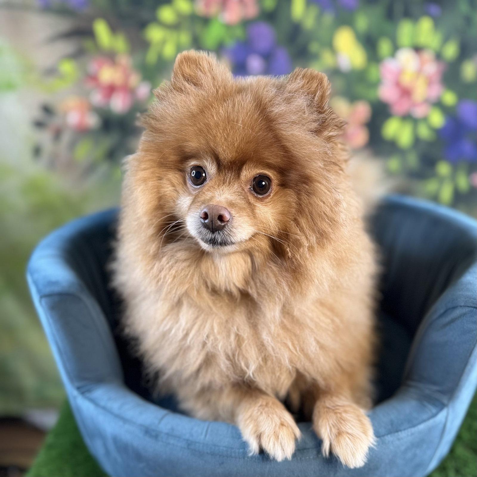 Enlarge Tyso, a Adoptable Pomeranian in Garland, TX image 3/3