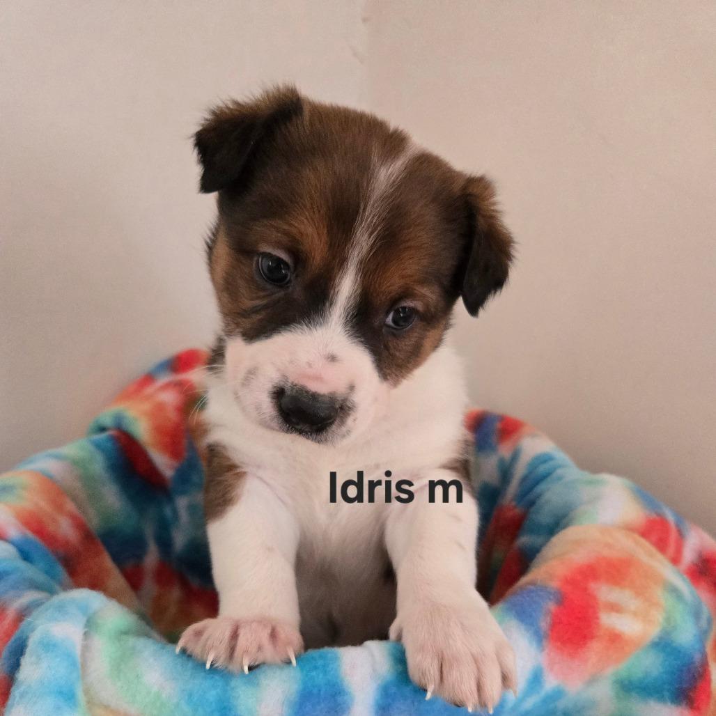 Skeleton, Adoptable, Puppy Male Mixed Breed.