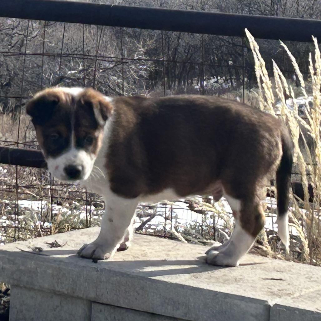Skeleton, a Adoptable Mixed Breed in Park City, UT image 2/6
