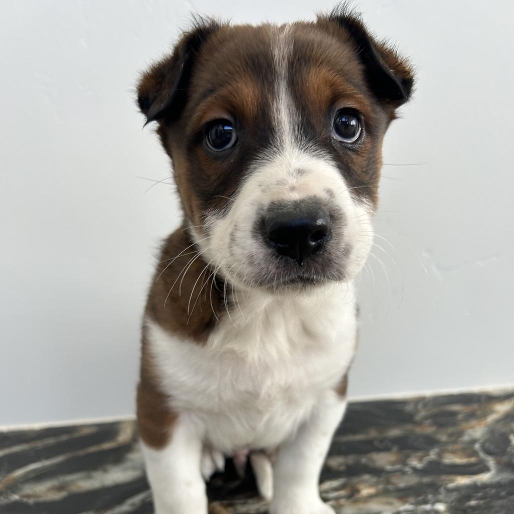 Skeleton, a Adoptable Mixed Breed in Park City, UT image 3/6