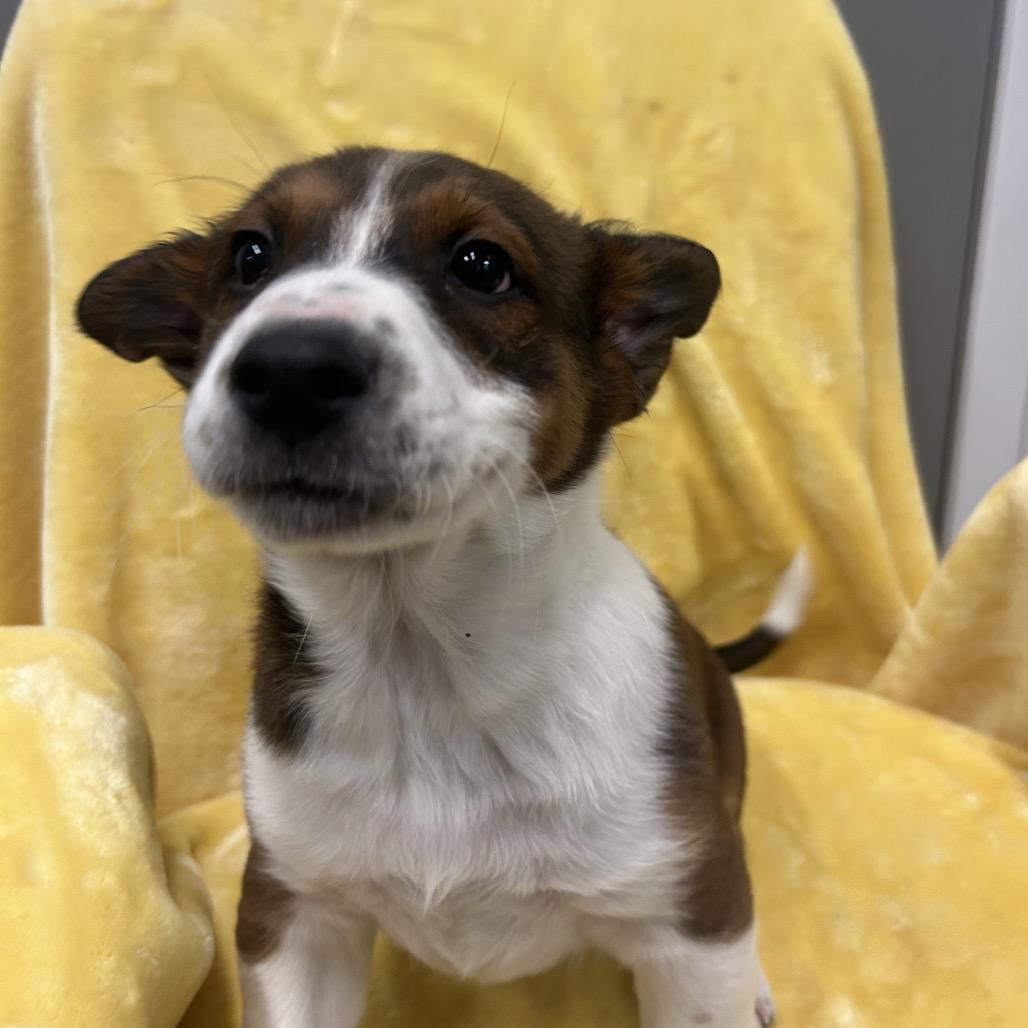 Skeleton, a Adoptable Mixed Breed in Park City, UT image 4/6