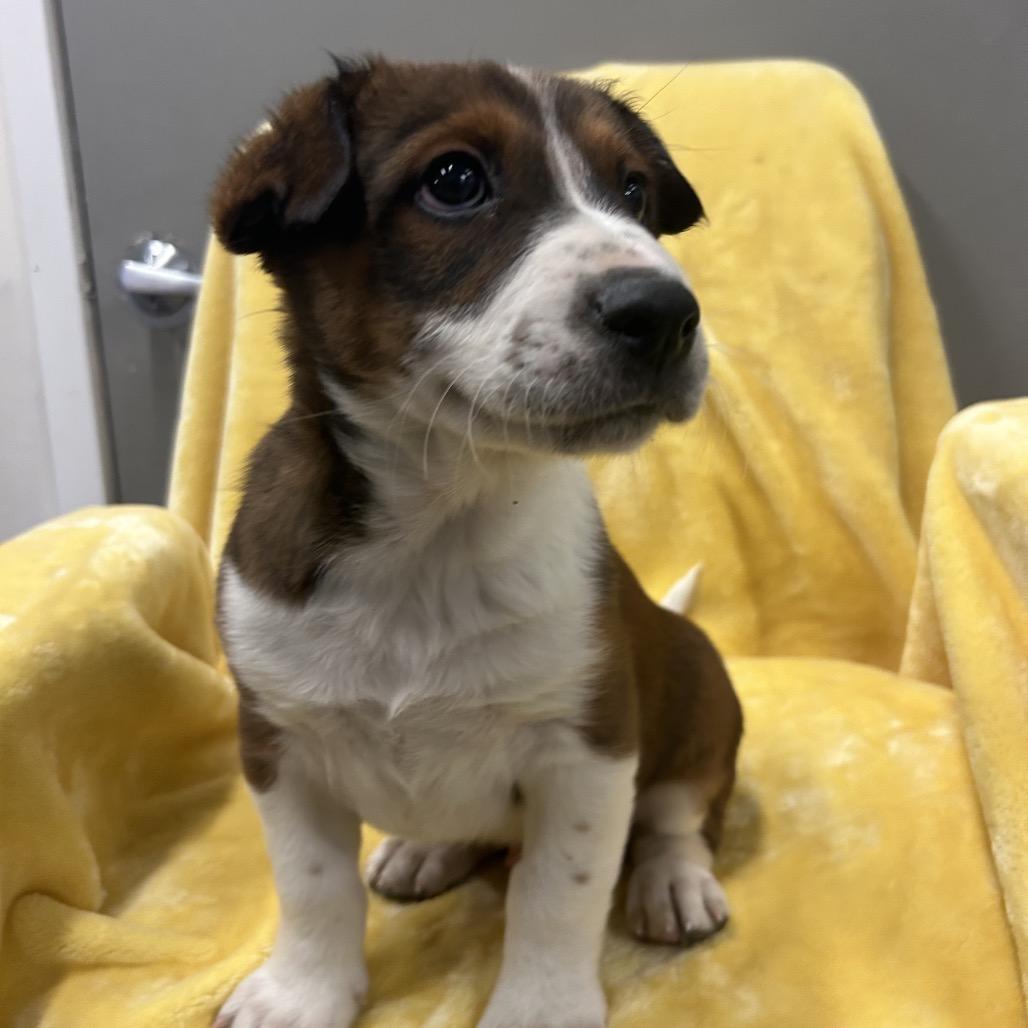 Skeleton, a Adoptable Mixed Breed in Park City, UT image 5/6