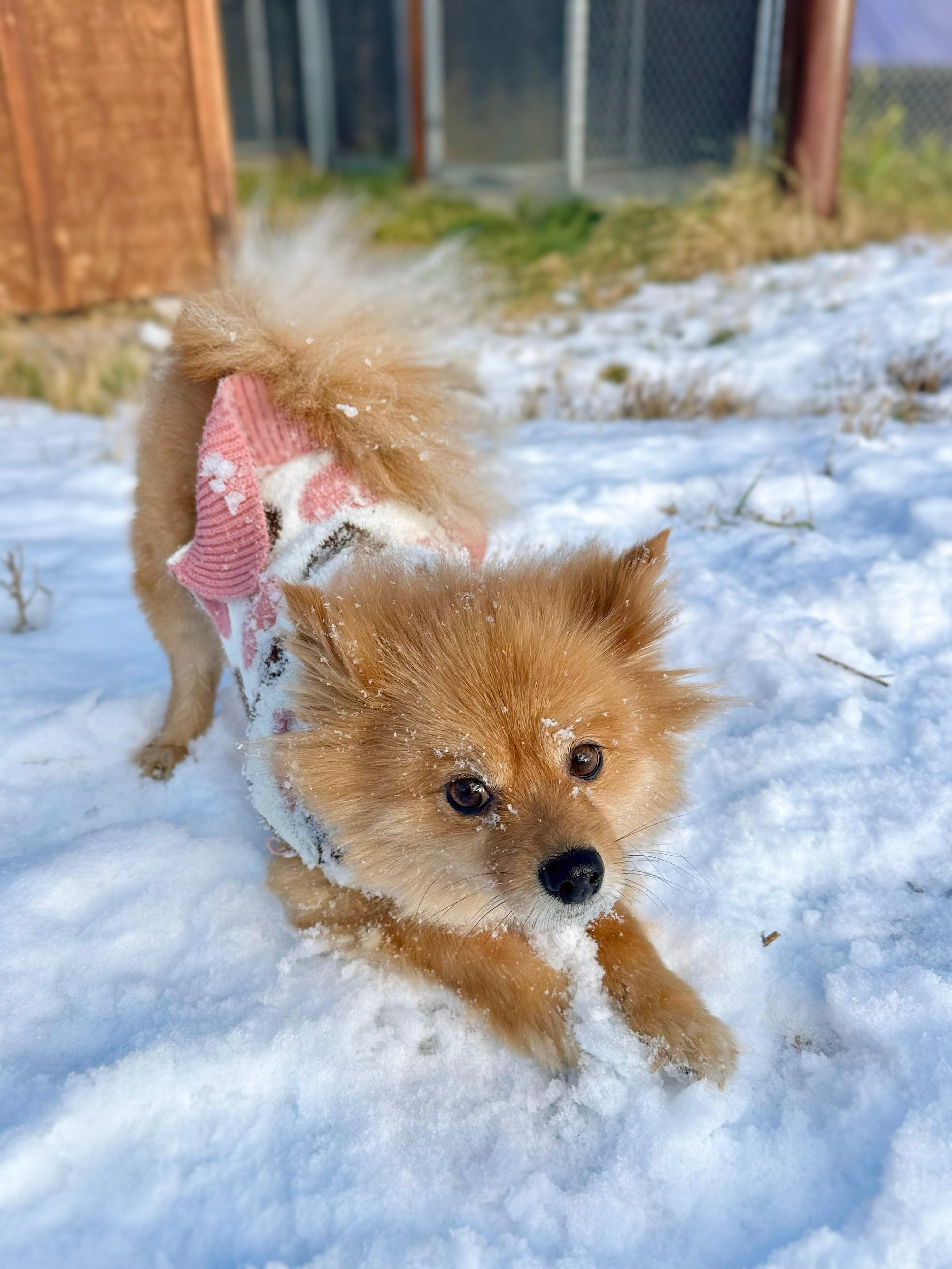 Enlarge Coco, an adopted mixed breed in Jackson, WY image 1/1