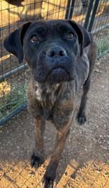 Enlarge Lilly, a Adoptable mixed breed in Munfordville, KY image 1/1