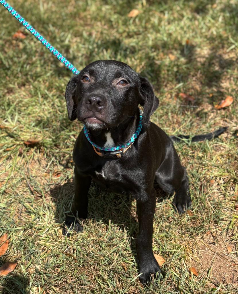 Rocky, Adoptable, Young Male Labrador Retriever & Hound.
