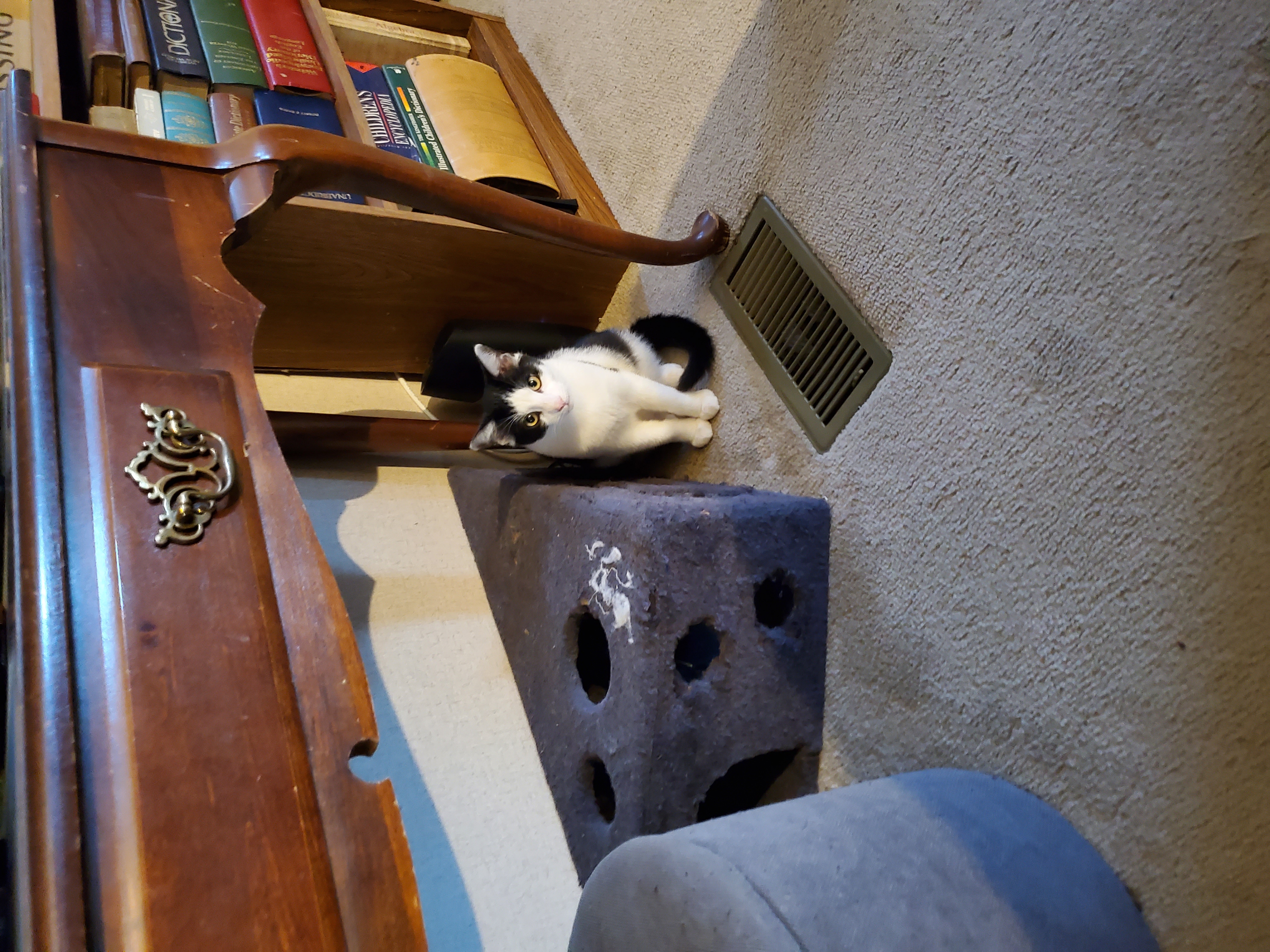 Pain, a Adoptable mixed breed in Ripley, TN image 2/5