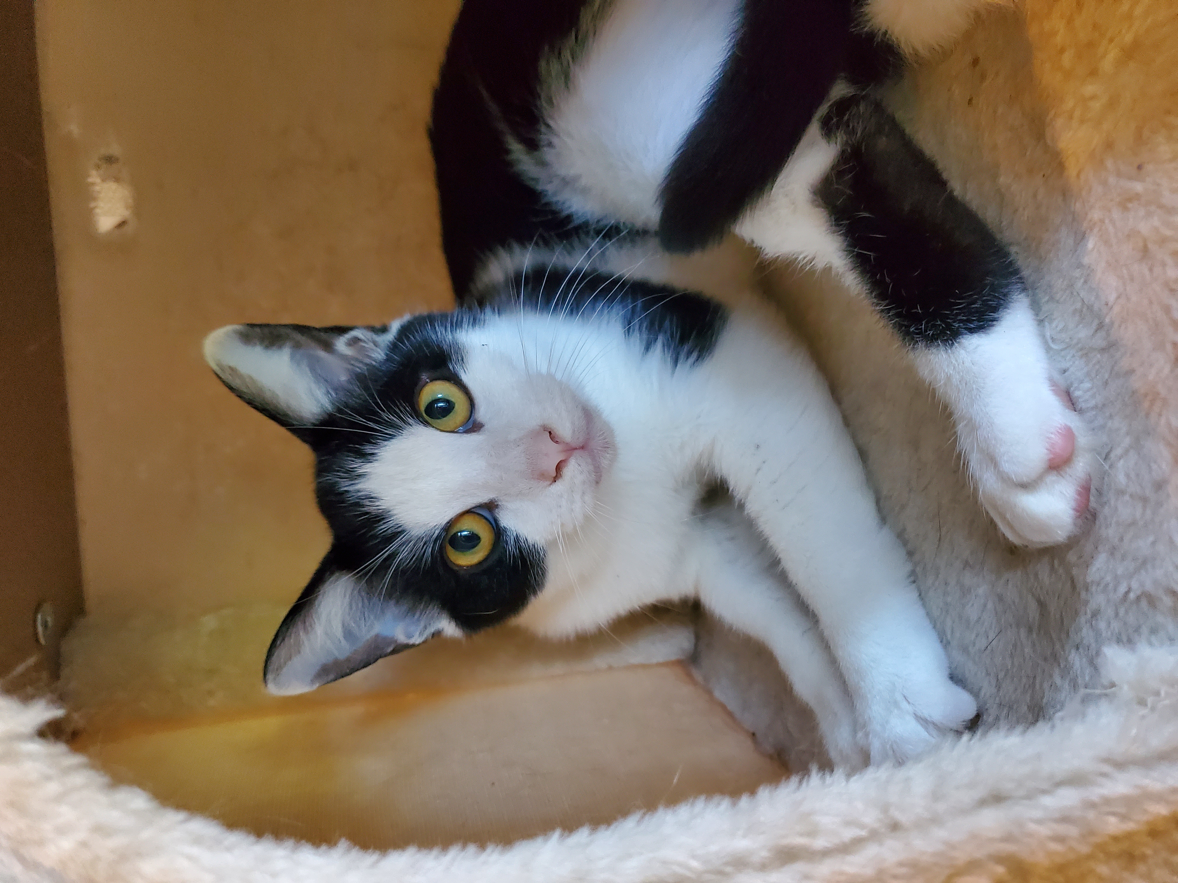 Pain, a Adoptable mixed breed in Ripley, TN image 3/5