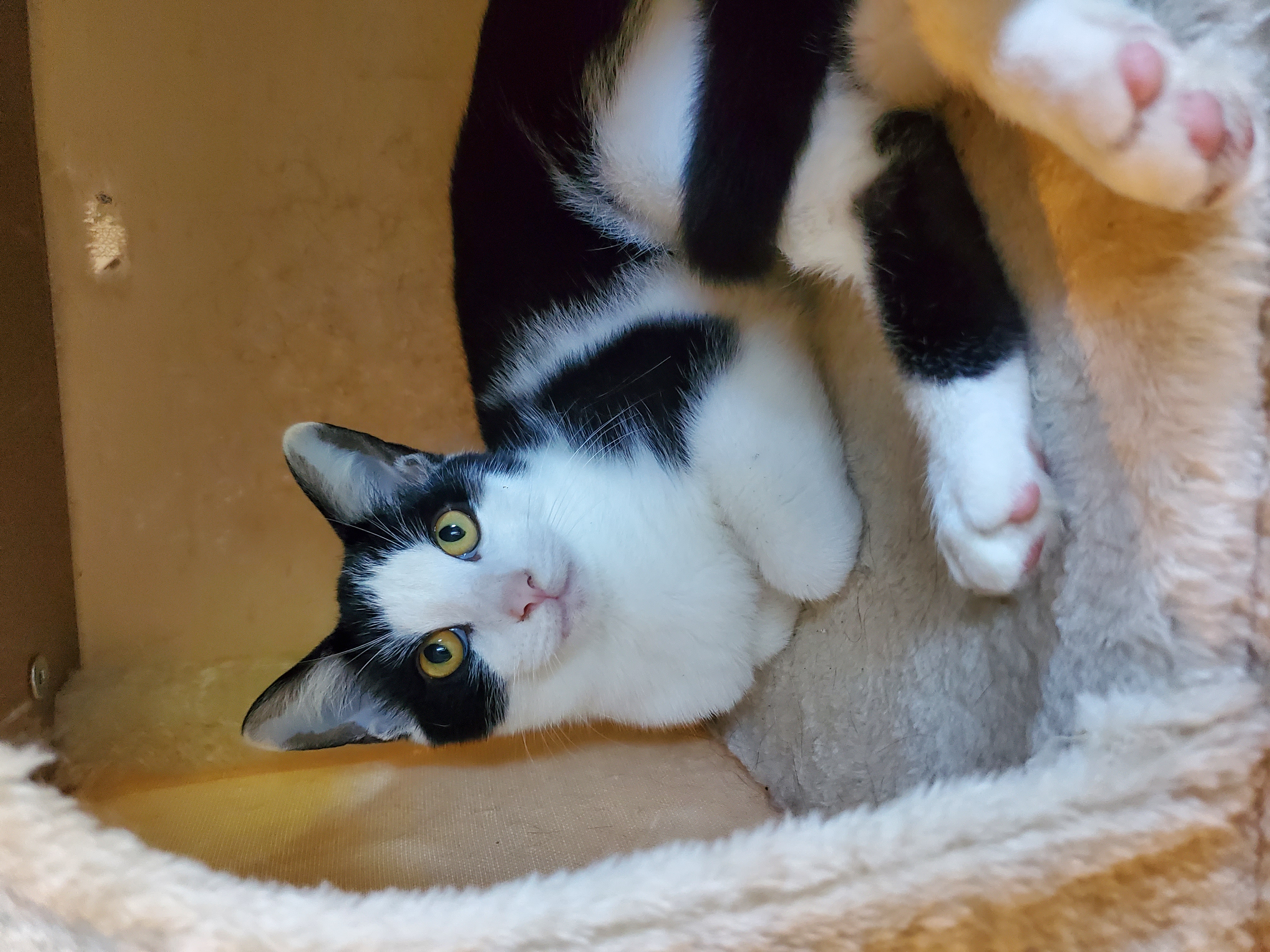 Pain, a Adoptable mixed breed in Ripley, TN image 4/5