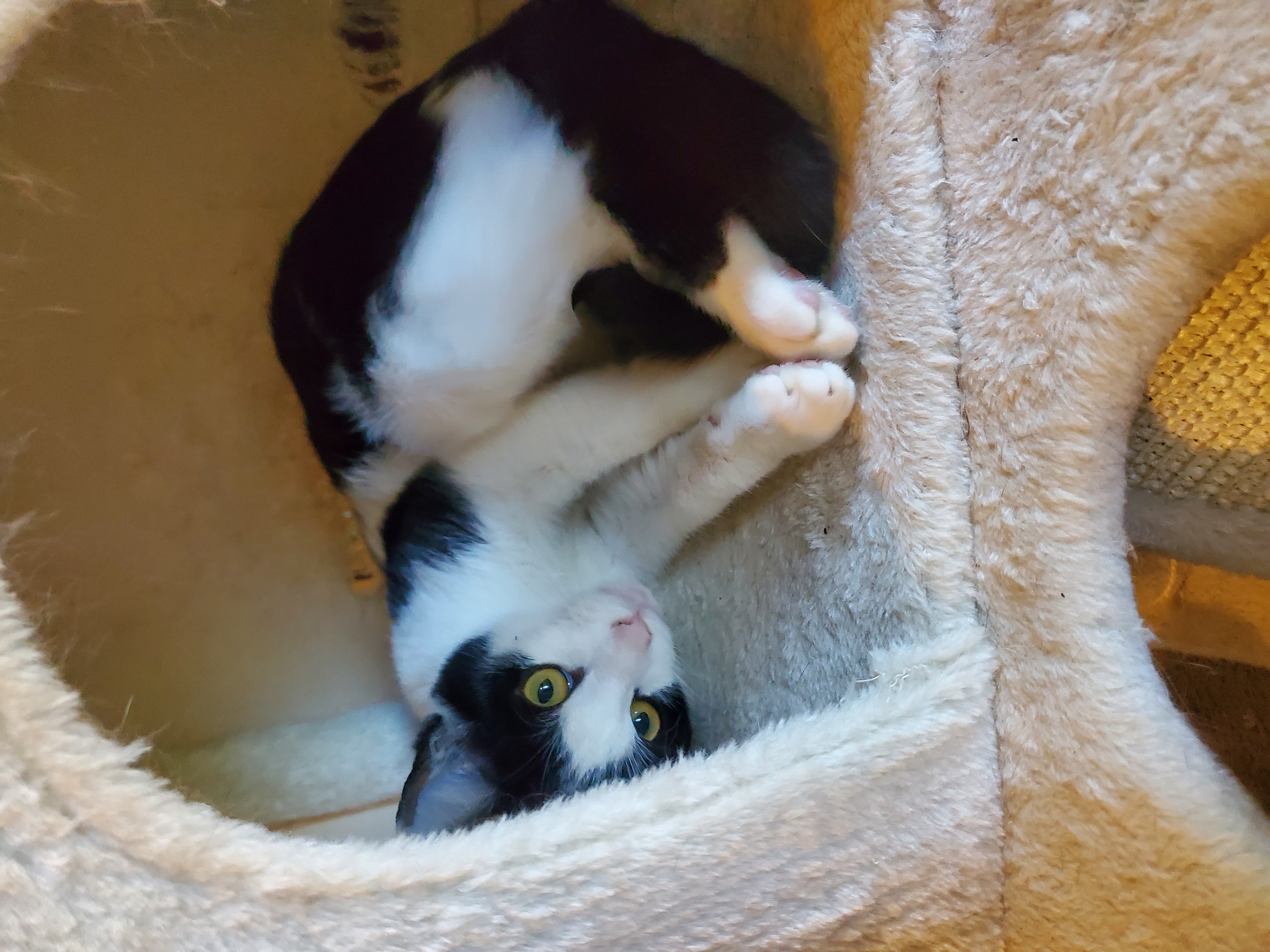 Pain, a Adoptable mixed breed in Ripley, TN image 5/5