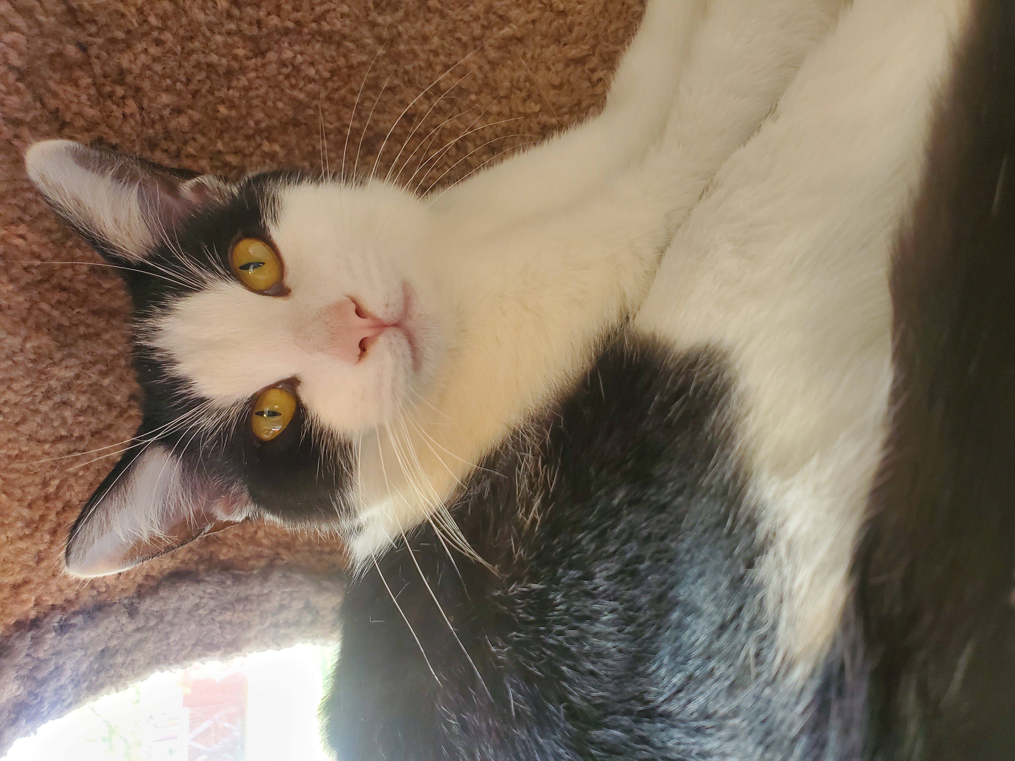 Pain, Adoptable, Young Male Domestic Short Hair.