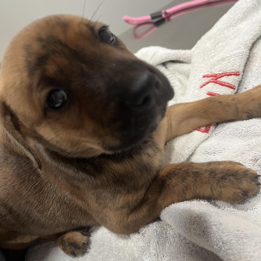 Bill, Adoptable, Puppy Male Rottweiler & Mixed Breed.
