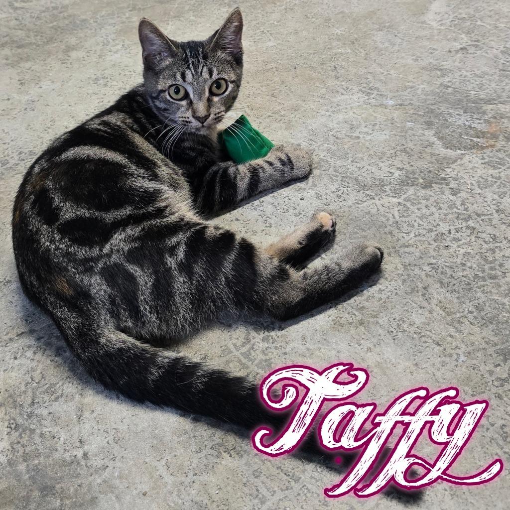 Enlarge Taffy, a Adoptable Domestic Short Hair in Hillsboro, OH image 1/3