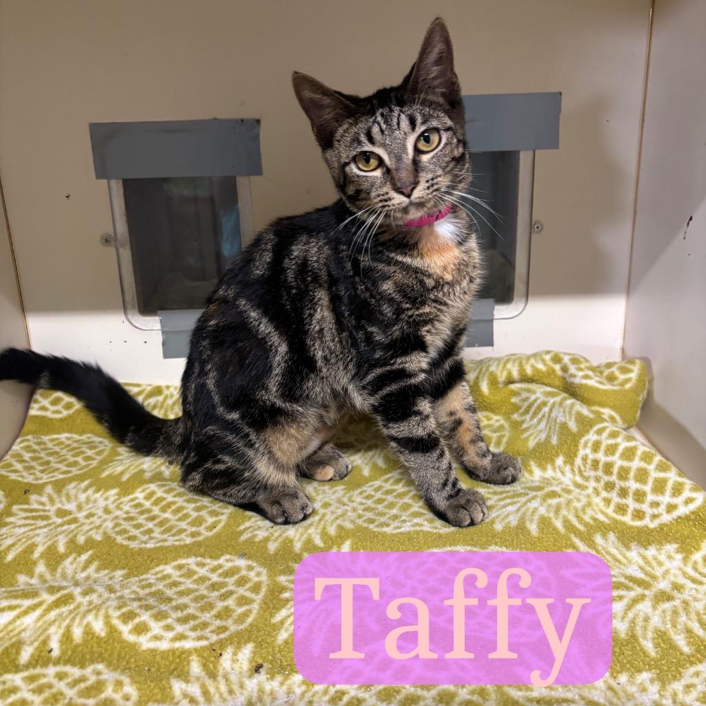 Enlarge Taffy, a Adoptable Domestic Short Hair in Hillsboro, OH image 2/3